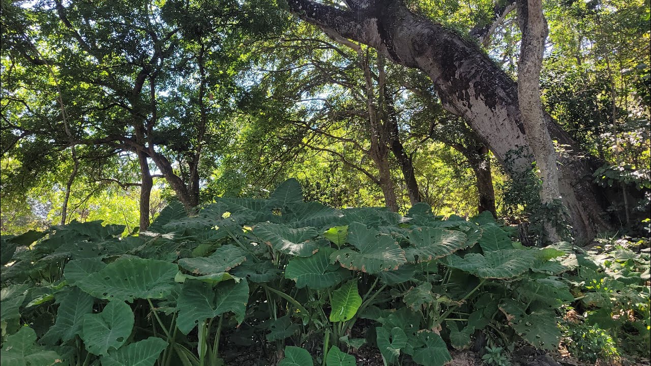 Dicen que en este Lugar Existe un Tipo de Serpiente 🐍🐍🐉🐉super Extraño
