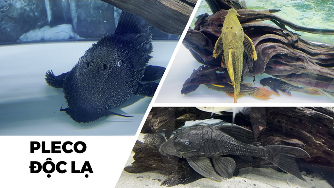 [Part 2] Các dòng pleco độc đáo tại góc chơi của anh Phi/ Brother Nhut Phi's pleco fish and mates