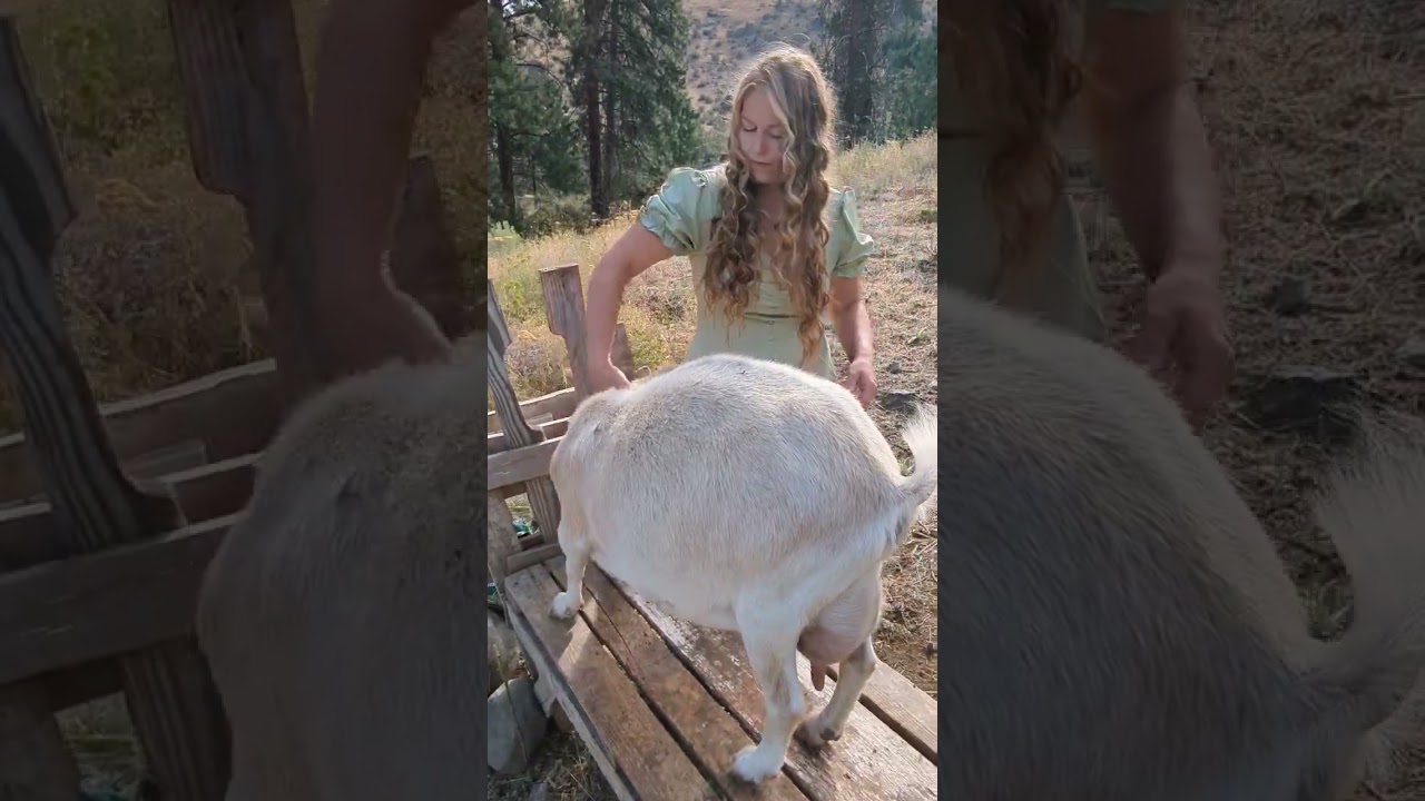 #goats
