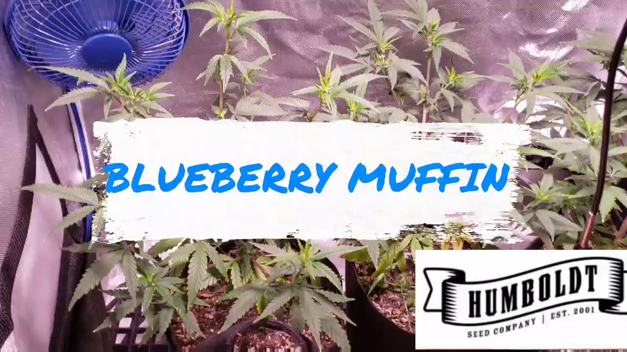Blueberry muffin 💙 clones veg mode