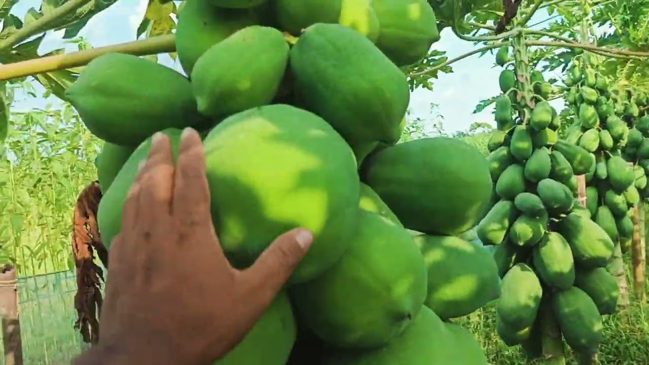 পেঁপে চাষ করলে পাকা পেঁপে করুন । বিঘায় ১২ লক্ষ টাকা আয় সম্ভব । #দেশী_শাহী #কমলা_সুন্দরি