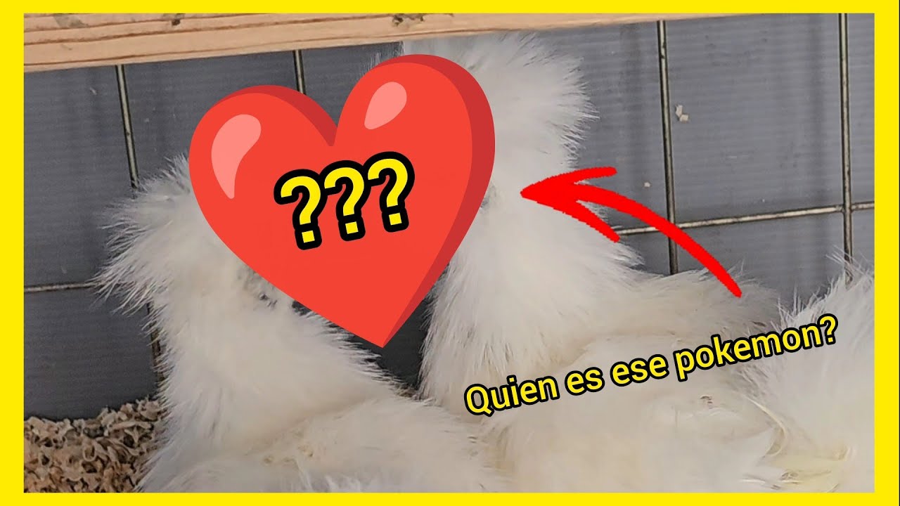 Новые участники в районе Корралито 9 🐤🐤❓️❓️