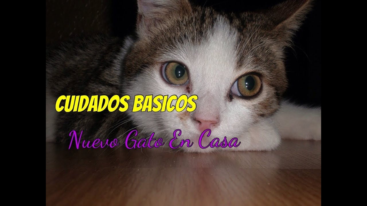 Cuidados básicos para la llegada de un nuevo gato a casa