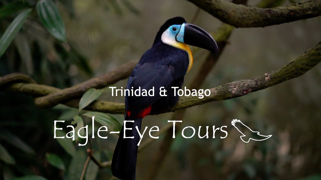 Trinidad & Tobago Birding Tour