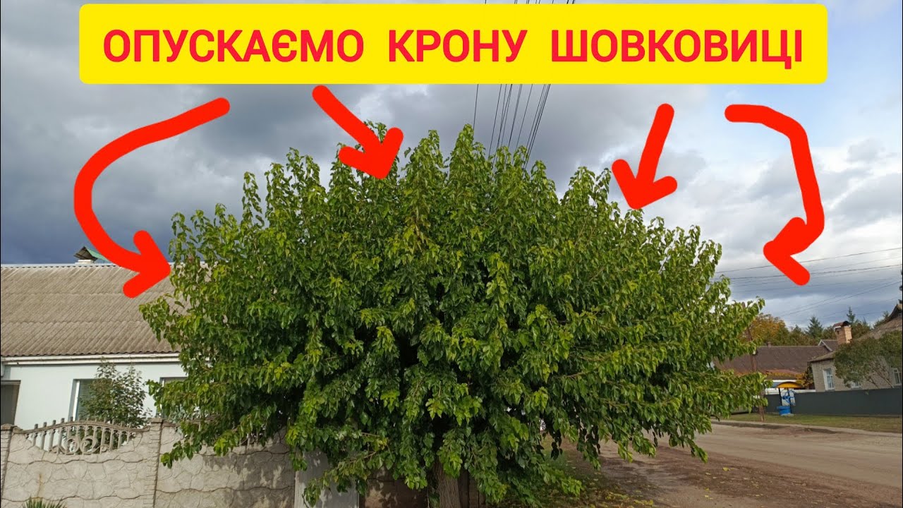 ШОВКОВИЦЯ - як понизити крону. Обрізка - простий спосіб