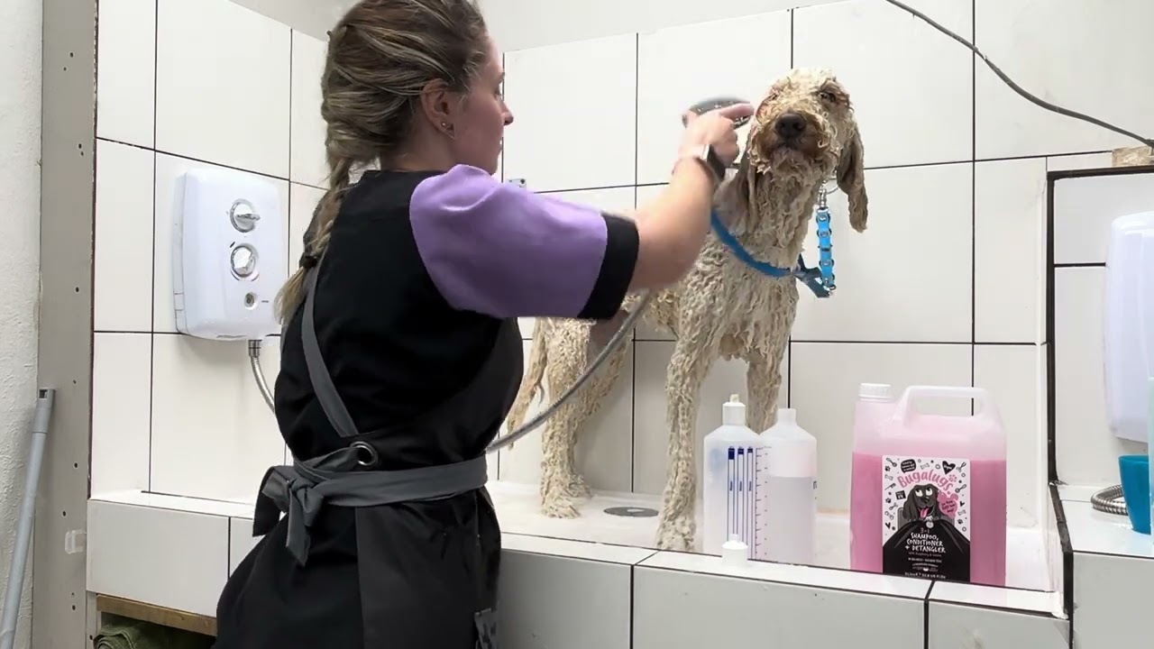 Bathing a Golden Doodle in real time (with minimal cuts) in Bugalugs Shampoo 