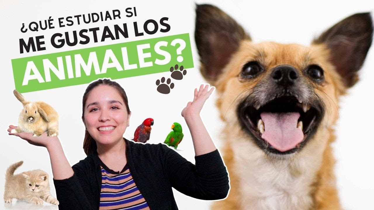 ¿Qué estudiar si me gustan los animales🐾? Carreras universitarias para los amantes de los animales