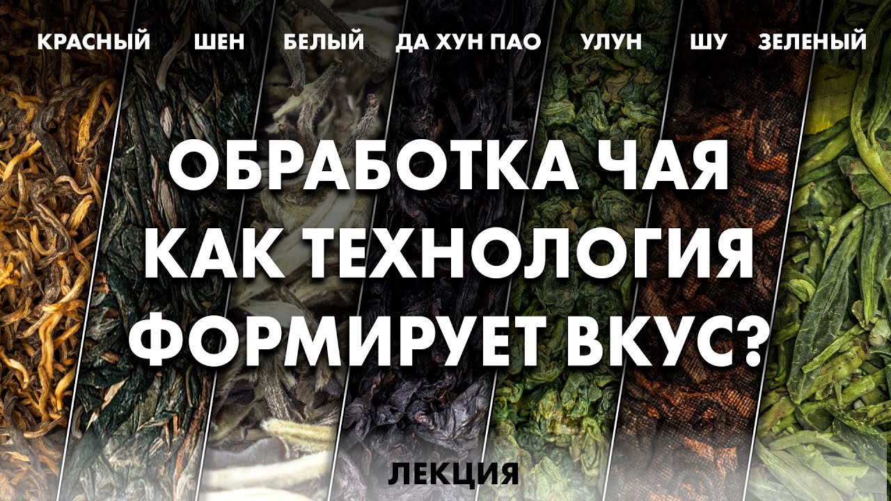 Почему чай разный? Технология производства китайского чая | Art of Tea + Елена Иванова