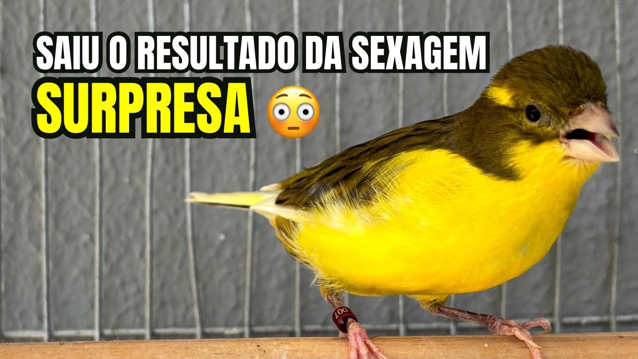 Canários TIMBRADOS ESPANHÓIS: Veja que SURPRESA no resultado da SEXAGEM 😳