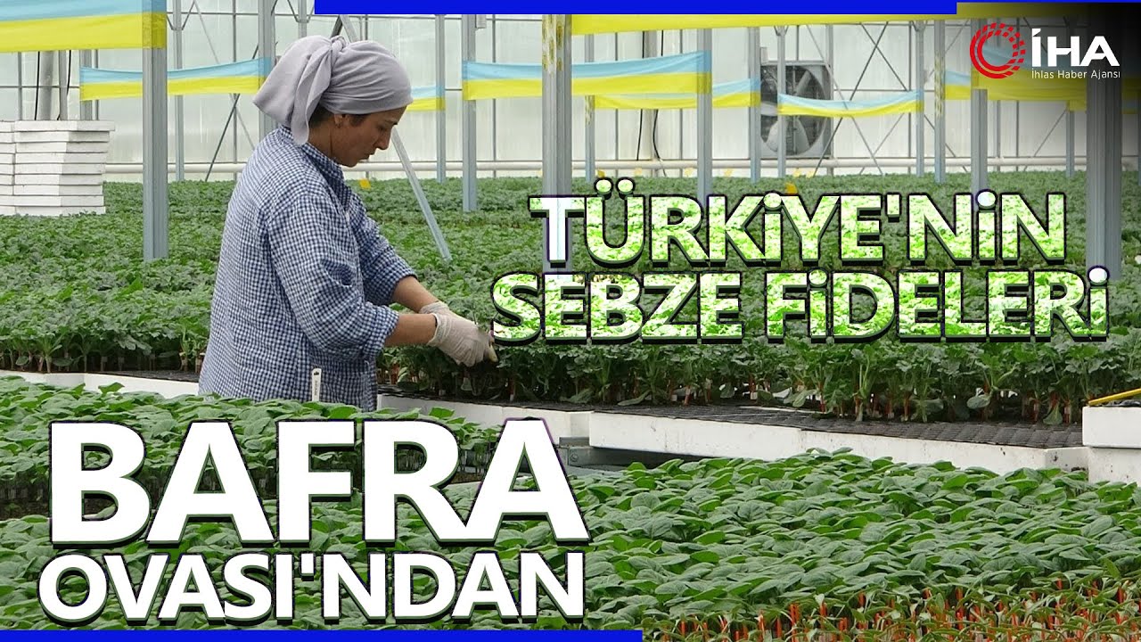 Türkiye'nin Yazlık ve Kışlık Sebze Fideleri Bafra Ovası'ndan