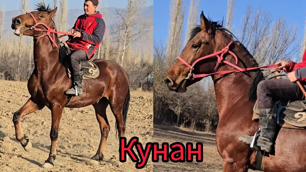 Тору кунан сатылат ээнчиге жакшы кунан. 