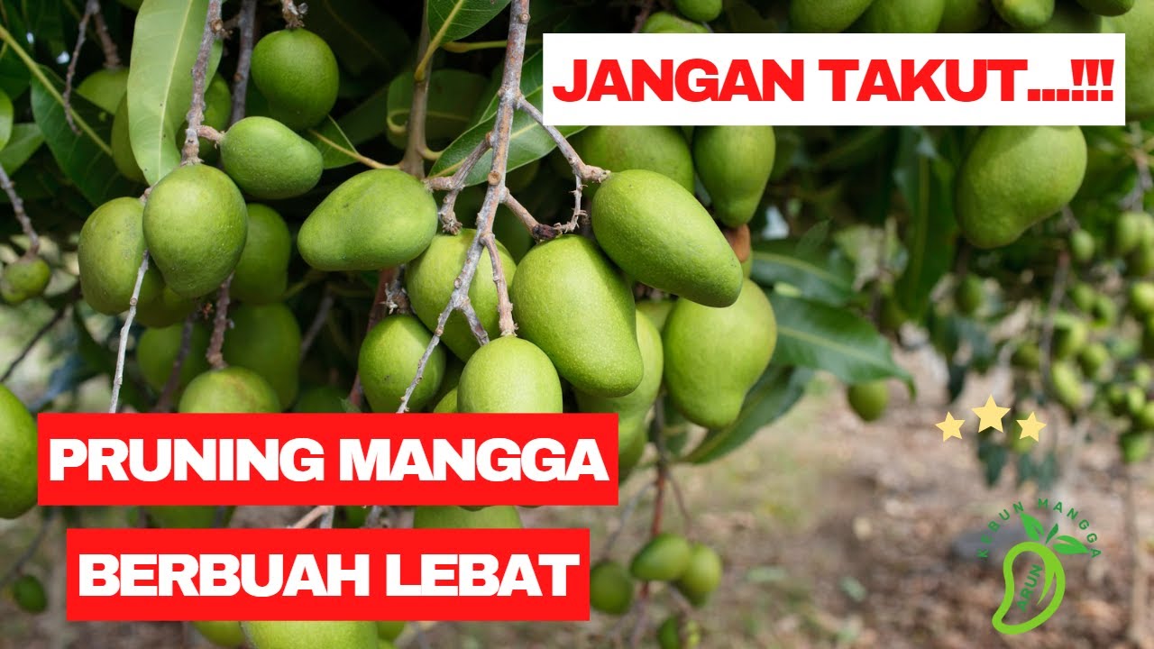 Cara Pruning Mangga Agar Cepat Berbuah 🥭🥭🥭❗❗❗