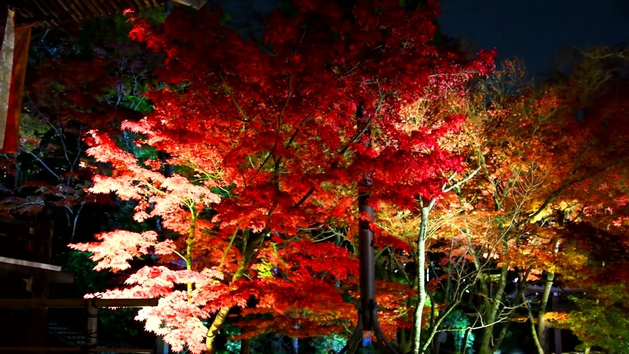 京都永観堂 紅葉 ライトアップ Kyoto,Kodaiji in Autumn leaves Cinematic  映像作品 シネマティック 4K
