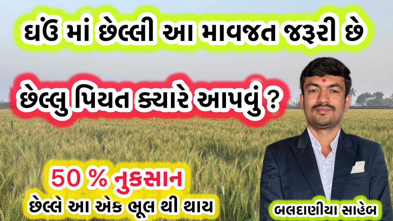 ઘઉ માં છેલ્લું પિયત ક્યારે આપવુ & વધારે ઉત્પાદન માટે છેલ્લે કેવી માવજત કરવી જોઈએ @MANISHBALDANIYA