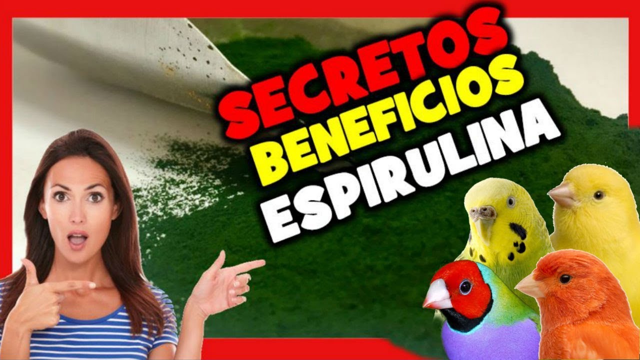Что такое SPIRULINA и для чего это нужно? СПИРУЛИНА ДЛЯ КАНАРИЙ И ЭКЗОТИЧЕСКИХ ПТИЦ