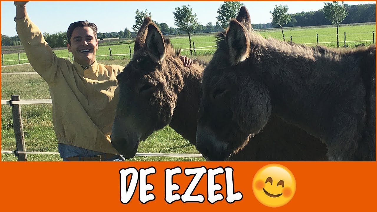 Hoe is de ezel in Nederland terecht gekomen? | DierenpraatTV