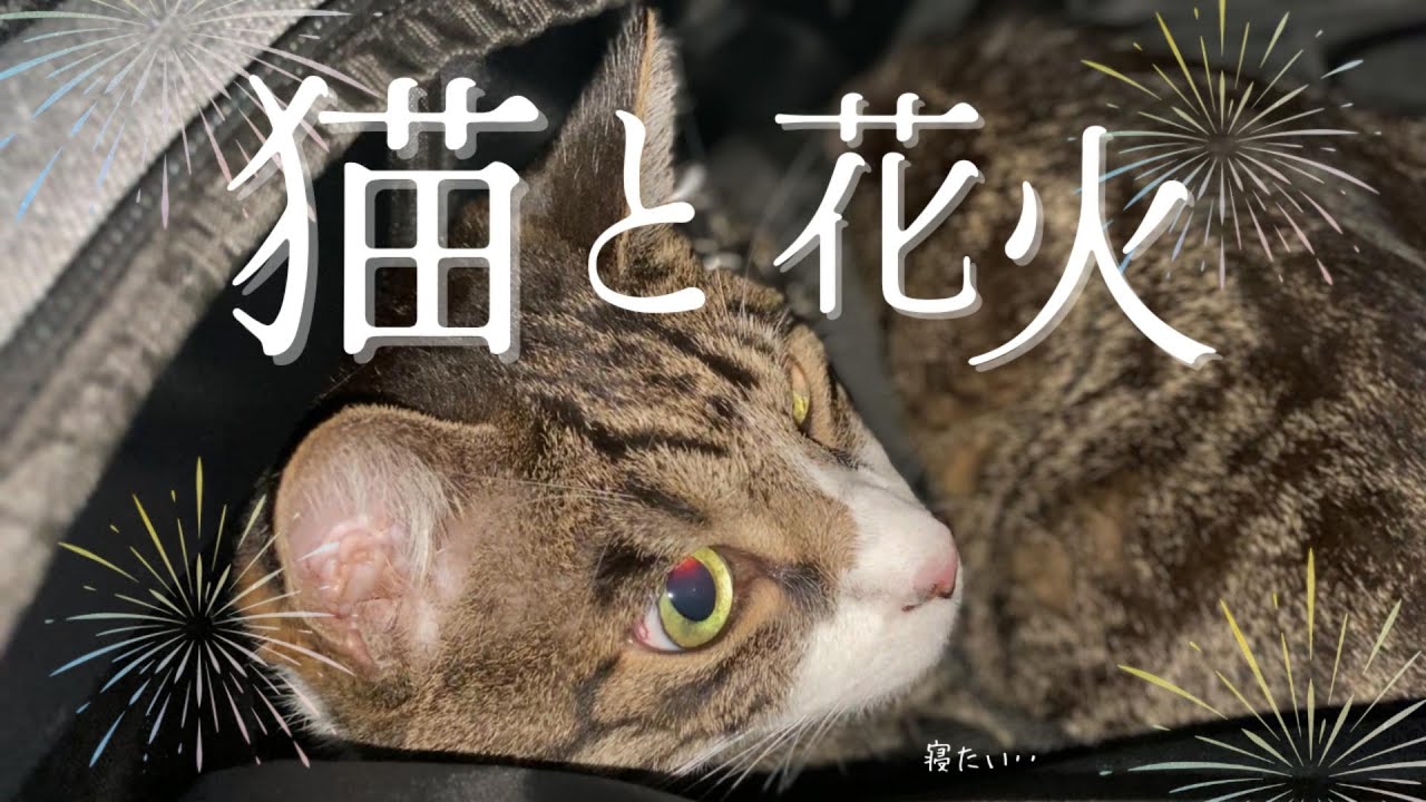 猫と花火大会に行ってきました