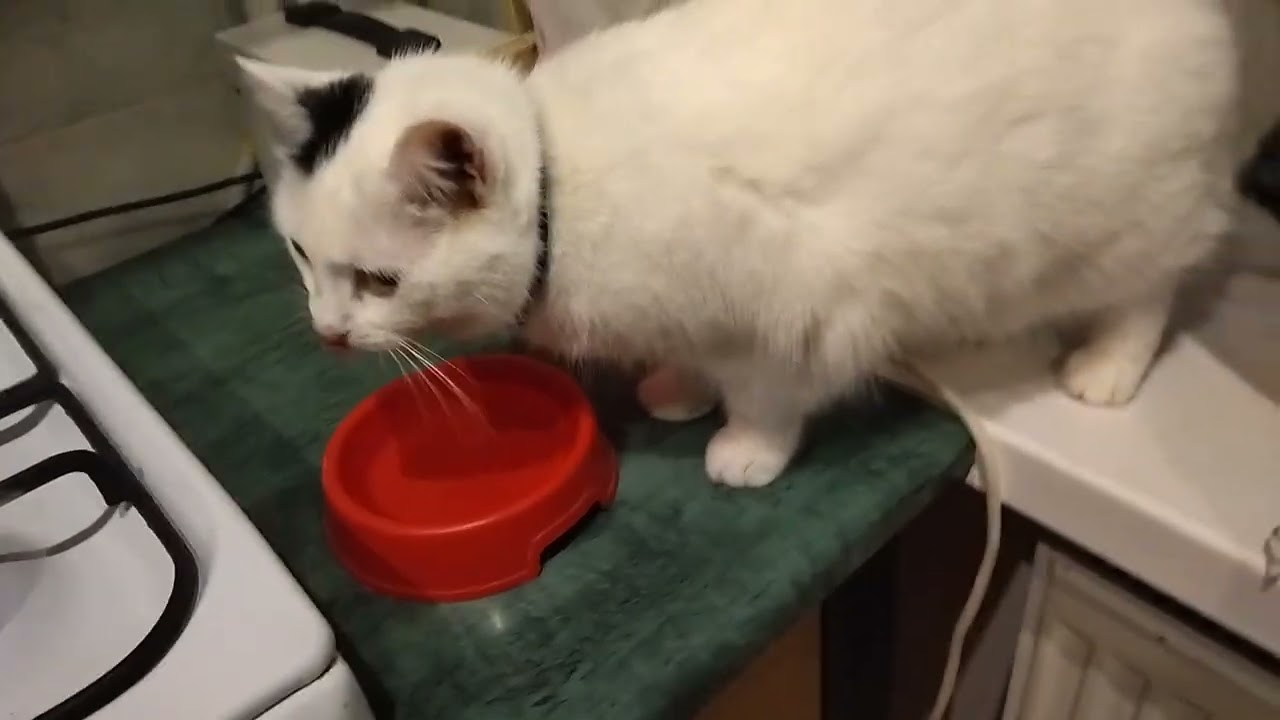 Barsik the Cat Really Liked the Pancakes 😺
