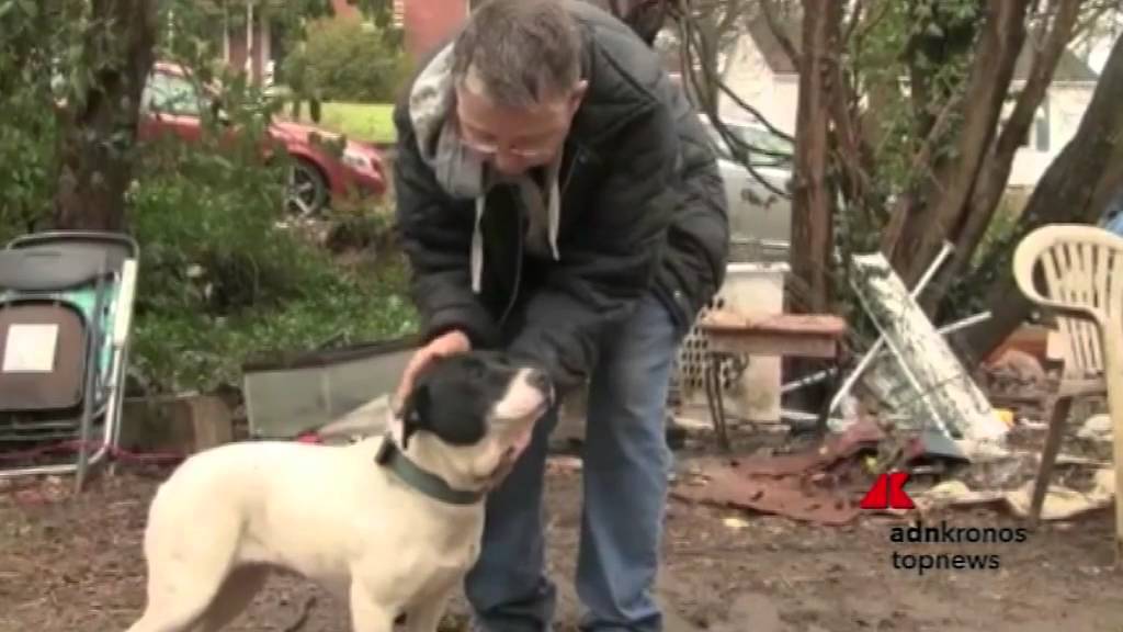 I cani liberati dalle loro catene...