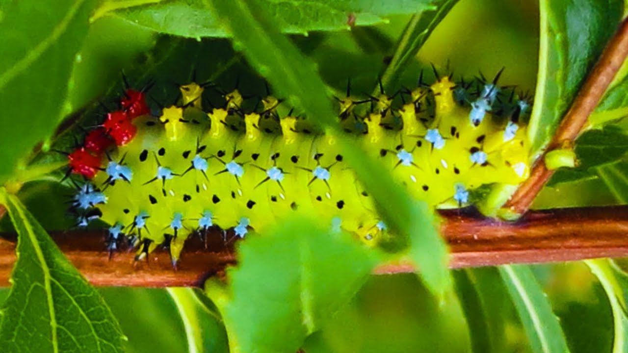 Top 10 Amazing Mini-Creatures in Your Backyard