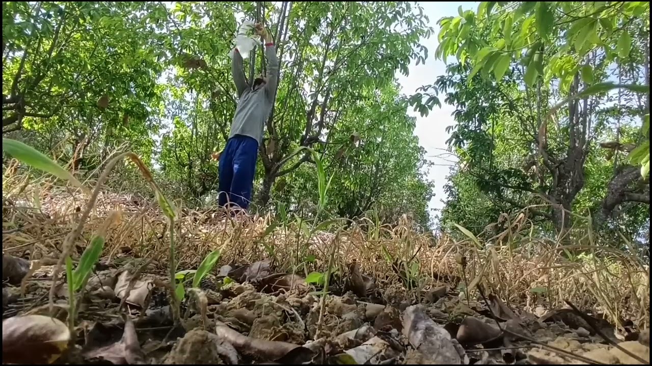 CONTINUAÇÃO, ENSACANDO GRAVIOLA 2025.