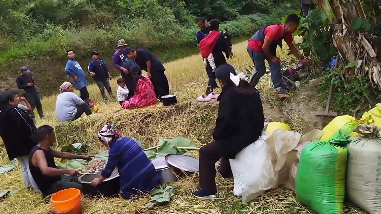 Harvesting my peddy field.. please like and subscribe