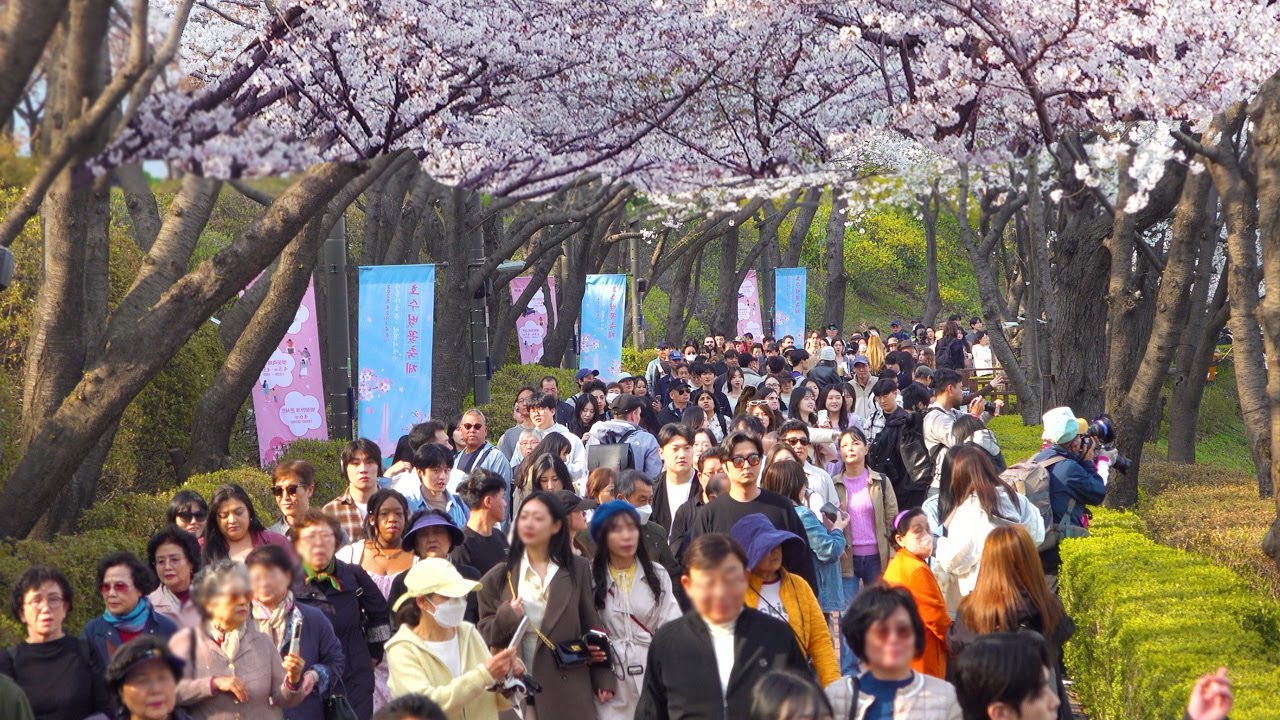 드디어 만개한 석촌호수 벚꽃축제 2025🌸낮에도 북적이는 벚꽃명소, 서울 송파구 여행, 서울트래블워커