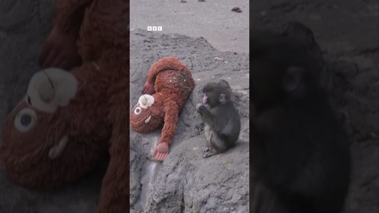 Kisah Punch, monyet makaka Jepang, dan boneka orang utannya - BBC News Indonesia