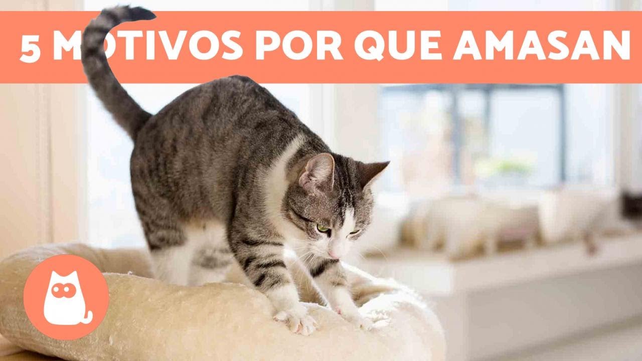 ¿Por qué los GATOS AMASAN? 😼 Origen y 5 Significados (Actualizado 2019)