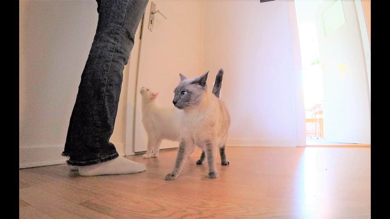 Anleitung: Katze an Türklingel gewöhnen (Anti-Angst-Training)