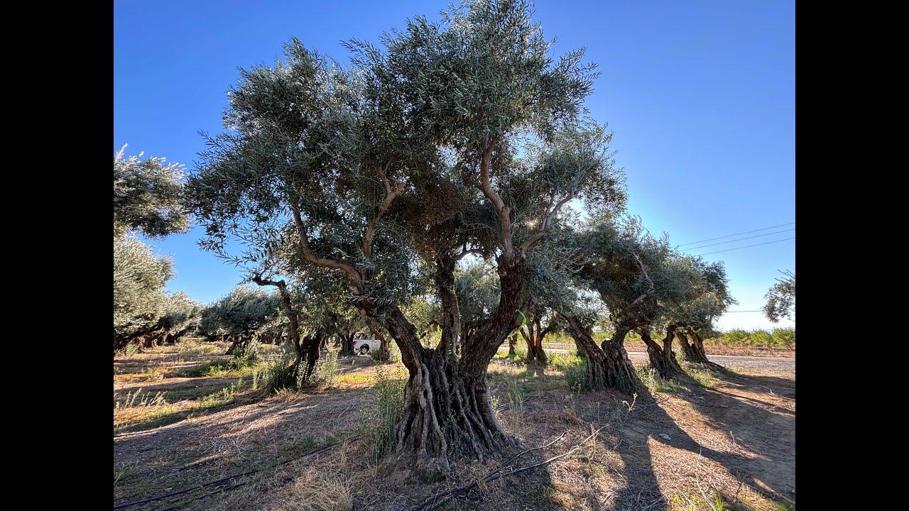 How to Select and Install Mature Olive Trees