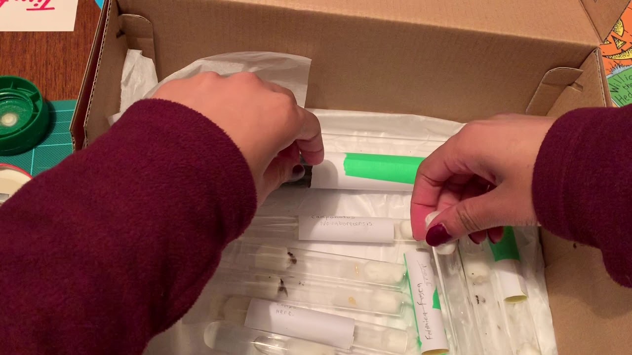 Taking ants out of diapause