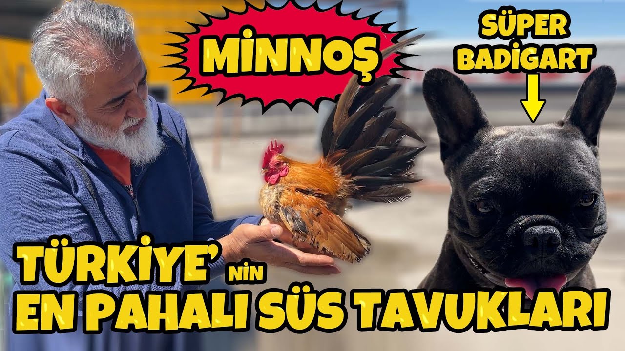 Dünyanın En Küçük Tavuk Türleri | Sanayide Çok Pahalı Süs Tavukçuluğu Yapan Kamyoncu@zenginotomotiv6880