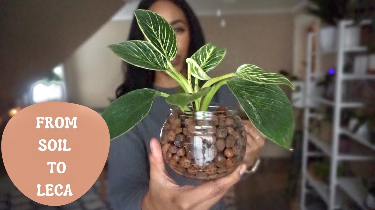 From Soil to LECA | Philodendron Birkin