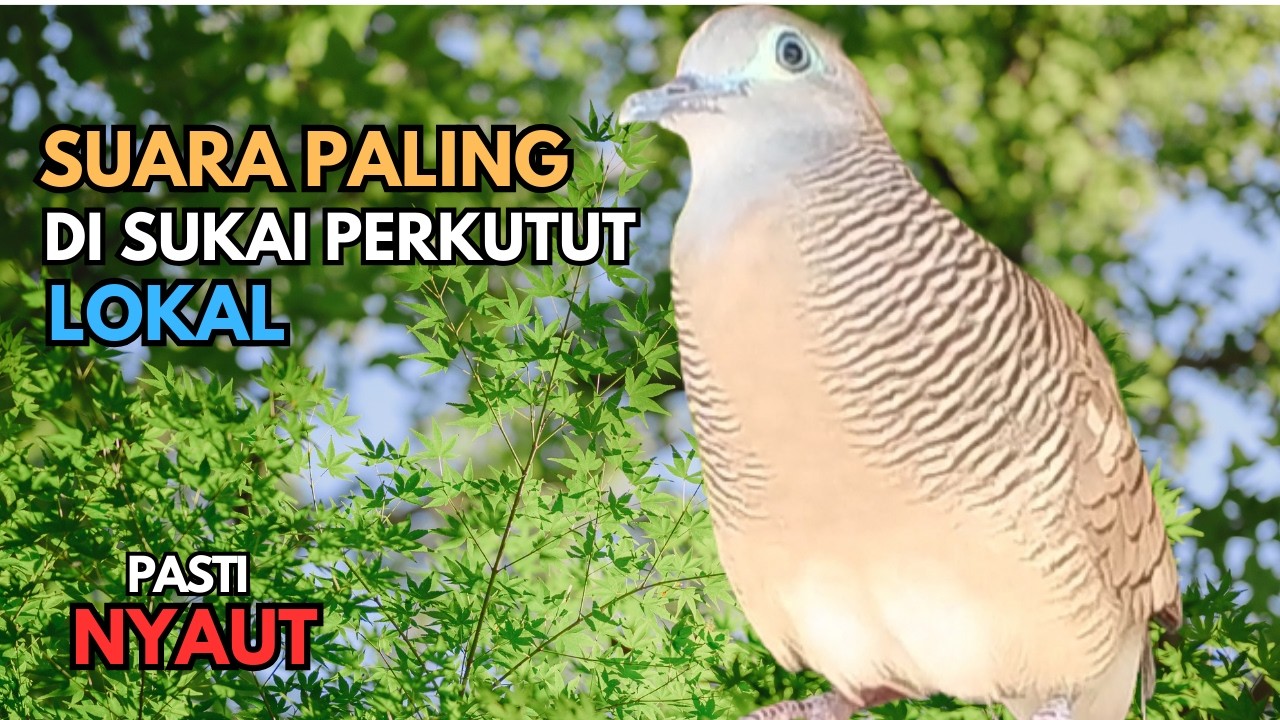 Perkutut Lokal Gacor SUARA PALING DISUKA Perkutut Lokal | Pancingan Semua Burung Perkutut Agar Bunyi