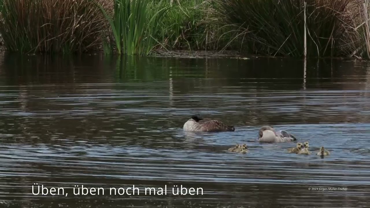 Graugans und Kanadagans mit Jungen. &Uuml;ben,&uuml;ben und noch mal &uuml;ben