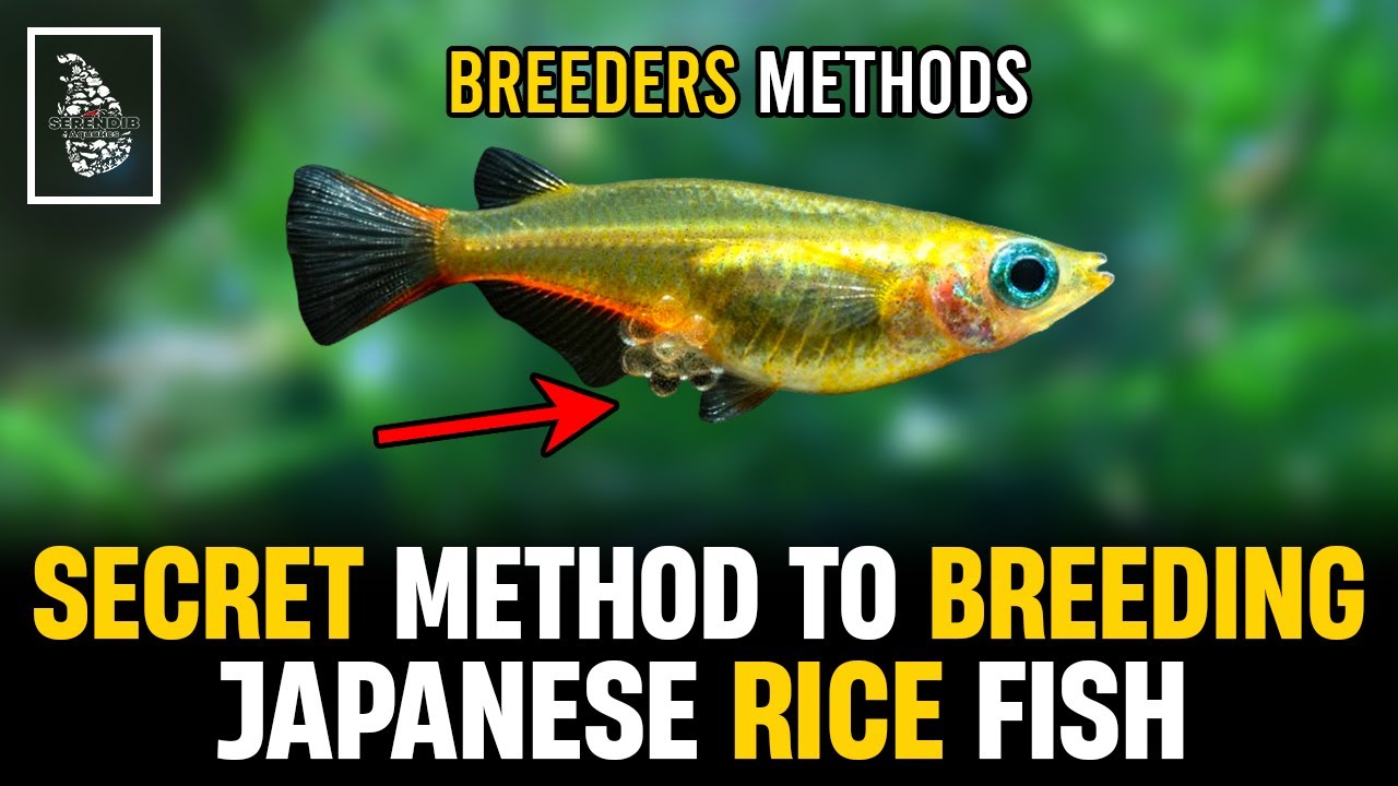 Medaka Fish Breeding Expert Method | Japanese Rice Fish Breeding Guide | Serendib Aquatics