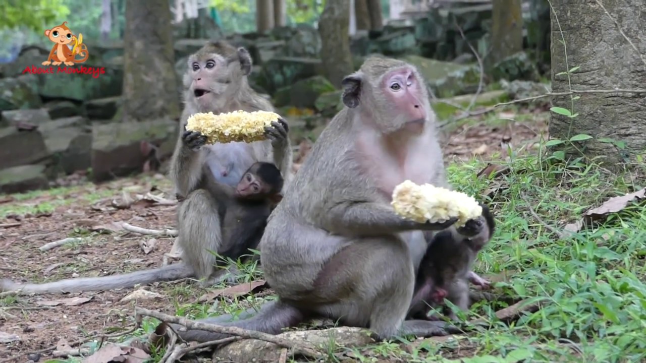 OMG! Lori Fall On The Tree - She Pain Again Cos She Run Follow Mom But Amari Don't Care Her