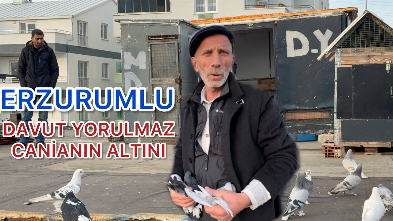 GÜVERCİNLERE FISILDAYAN ADAM. EFSANE MEZATÇI. DAVUT YORULMAZ