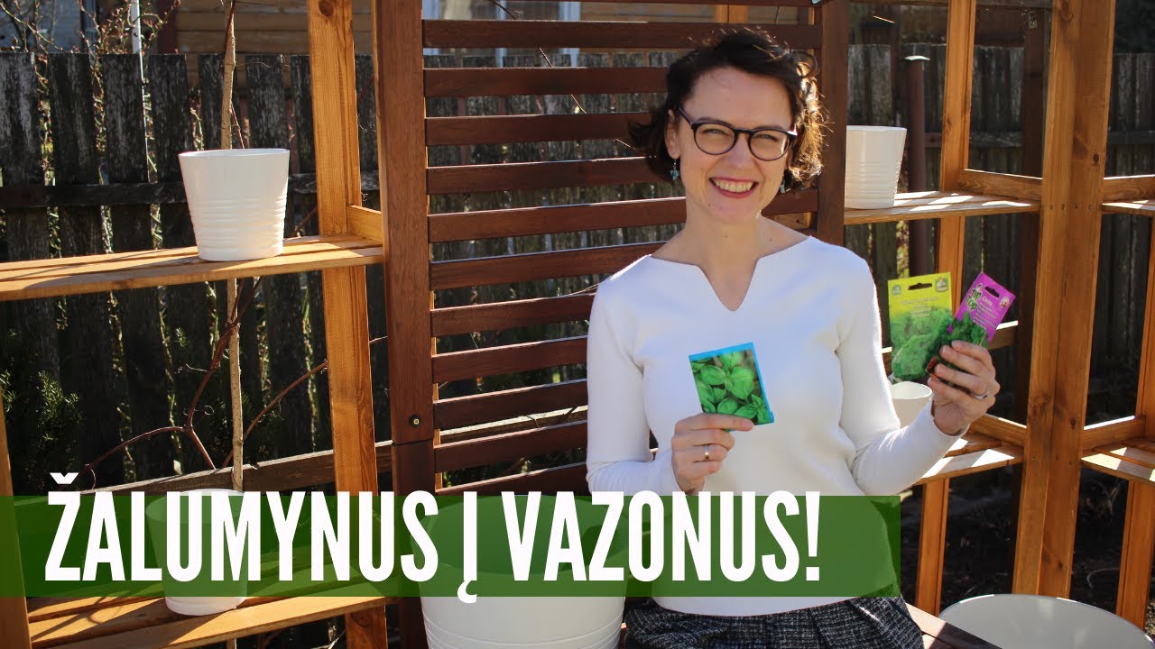 Kvepiančių žalumynų sėja vazonuose: ką pasirinkau ir kaip sėju