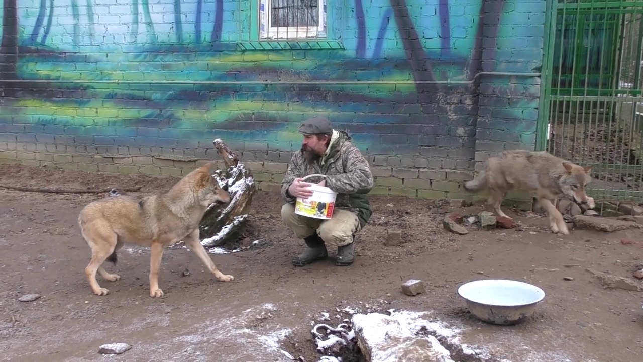 СТАТУС В СТАЕ  ВОЛКОВ, КАК ЕГО ЗАСЛУЖИТЬ И УДЕРЖАТЬ! Смоленские волки, в лес не смотрят