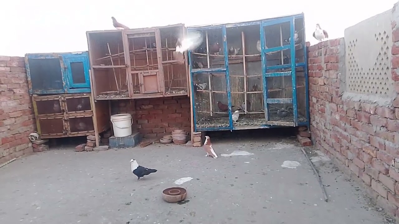 ینگ کربلائی