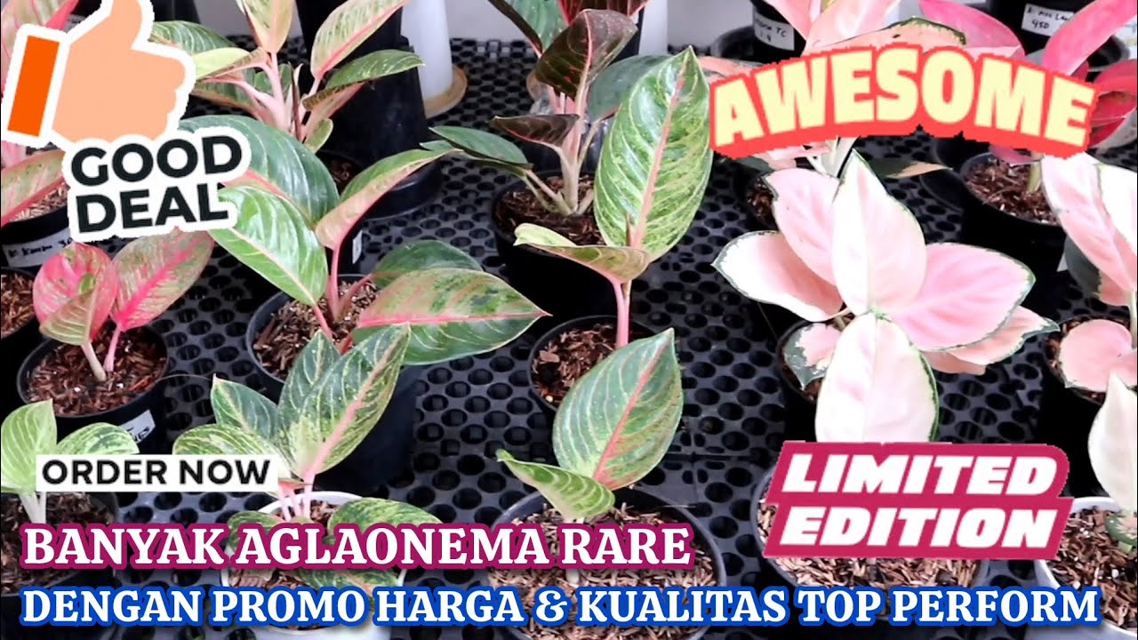 BERBAGAI MACAM AGLONEMA RARE ID. HARGA EKONOMIS DENGAN KUALITAS TOP PERFORM. Eps 1576