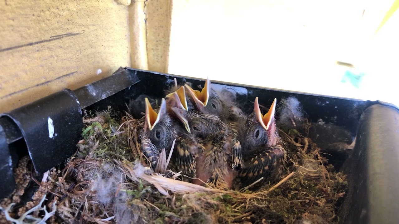 Spotted Flycatcher nest