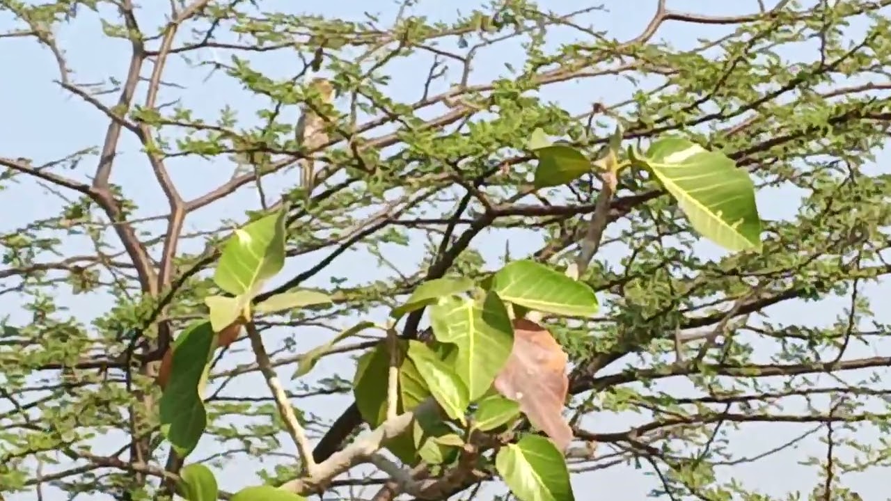 મહાદેવ