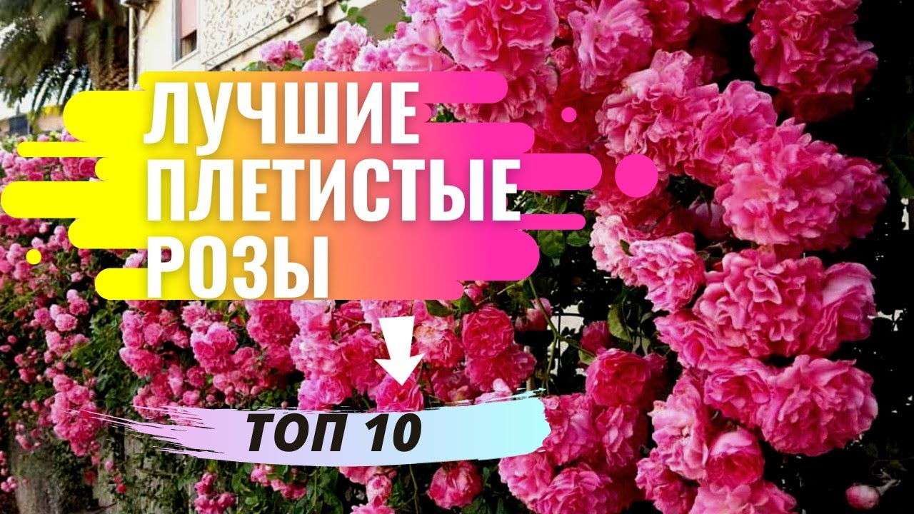 Лучшие сорта плетистых роз Клаймберов. Топ 10. Говорим о плюсах и минусах каждого сорта.