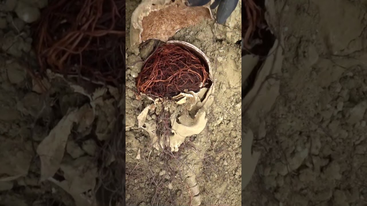 Huesos de soldados alemanes colonizados por ra&iacute;ces - Polvo al polvo - Exhumaciones 1945