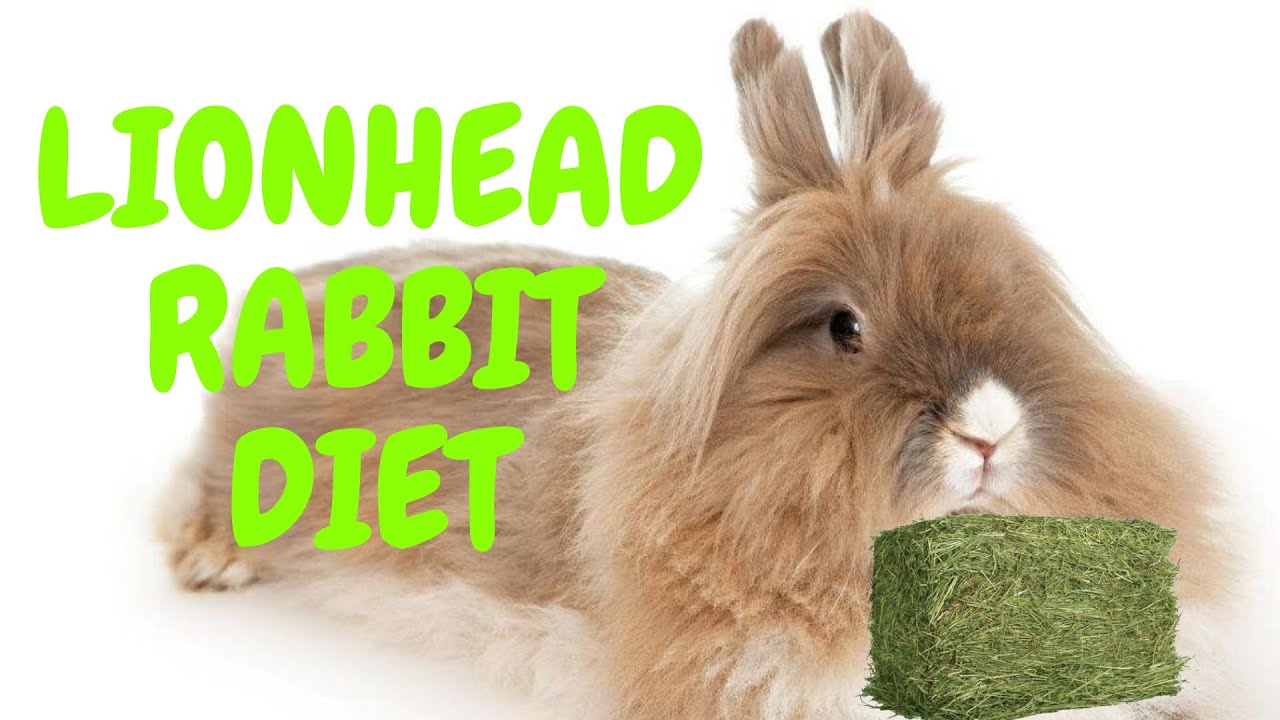 lionhead rabbit diet