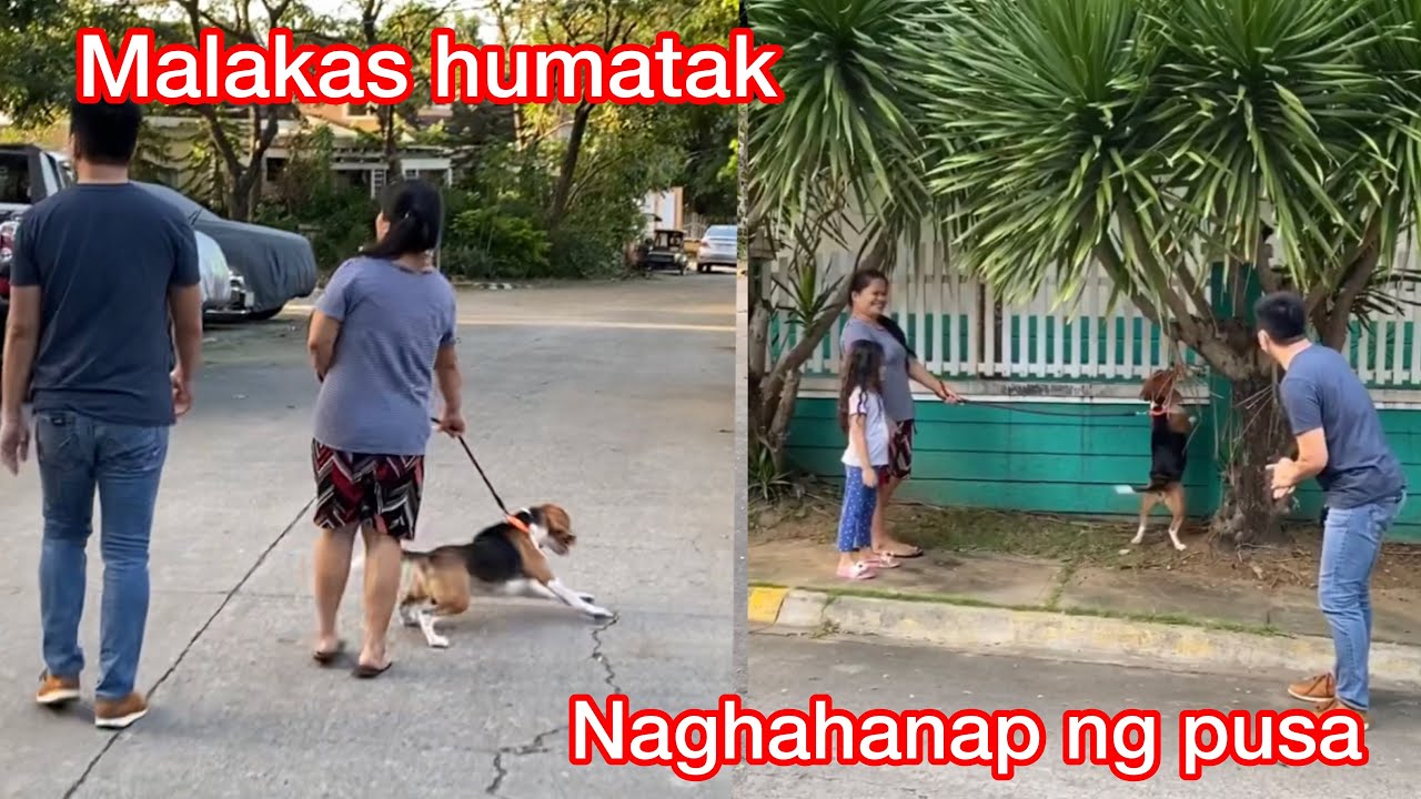 Pusa ang hinahanap, ang lakas humatak ganyan yun aso ko