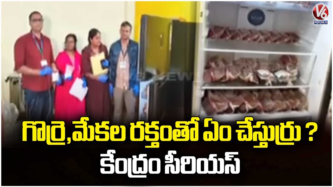 Central Government Serious On Sheep and Goats blood Scam | V6 News